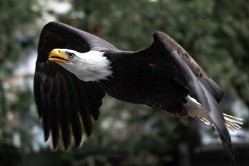 Close-up of the head of a bald eagle in flight.