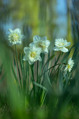 białe pełne narcyze, white full narcissi	