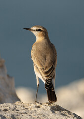 Portrait of a Isabelline Wheatear at Busaiteen coast of Bahrain