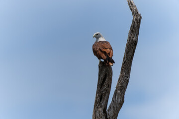 Brahminy kite on top of dead tree looking back over shoulder