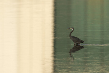 Western reef heron and dramatic reflection, Bahrain