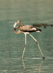 A juvenile Greater Flamingos at Mameer coast in the morning, Bahrain