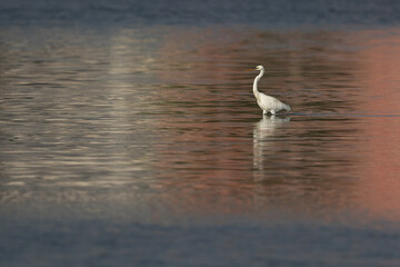 Obraz premium Western reef heron white morphed fishing at mameer creek, Bahrain