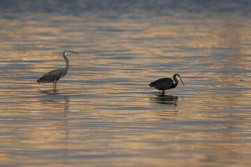 A pair of Western reef heron and dramatic reflection, Bahrain