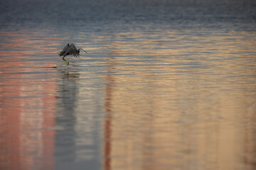 Western reef heron landing at Mameer, Bahrain