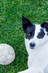 Joyful dog playing with a soccer ball on fresh green grass looking at camera