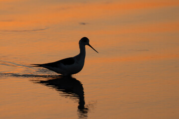 Silhouette of Black-winged Stilt at Eker creek, Bahrain
