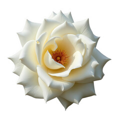 Obraz premium A close up of a fully bloomed white rose with a yellow center isolated on a black background color