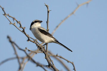 Great Grey Shrike perched on acacia tree at Hamala