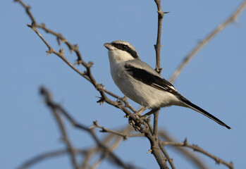 Great Grey Shrike perched on acacia tree at Hamala, bahrain