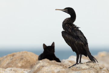 Socotra cormorant and a feral cat on limestone rock at Busaiteen coast, Bahrain