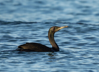 Portrait of a Socotra cormorant at Busaiteen coast, Bahrain