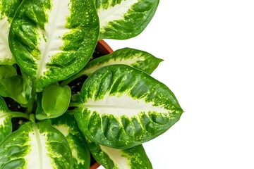 Obraz premium Fresh Dieffenbachia leaves with white and green variegated pattern on white background, tropical houseplant foliage isolated for botanical design projects.