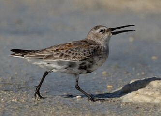 Closeup of a Dunlin at Busaiteen coast of Bahrain