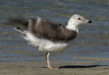 Lesser Black-backed Gull shaking its wings at Busaiteen coast, Bahrain