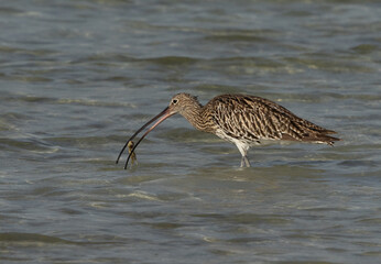 Eurasian curlew feeding a crab at Busaiteen coast, Bahrain