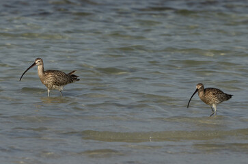 A pair of a Eurasian curlew at Busaiteen coast, Bahrain