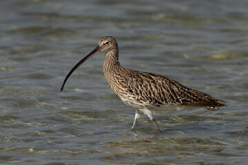 Portrait of a Eurasian curlew at Busaiteen coast, Bahrain