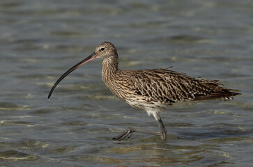 Portrait of a Eurasian curlew at Busaiteen coast, Bahrain