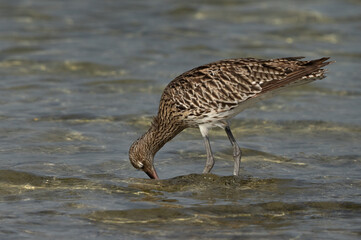 Closeup of a Eurasian curlew feeding at Busaiteen coast, Bahrain