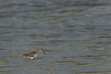 Redshank at Busaiteen coast of Bahrain