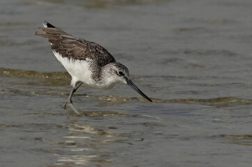 Common Greenshank feeding at Busaiteen, Bahrain