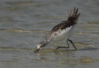 Common Greenshank feeding at Busaiteen, Bahrain