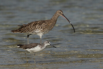 Selective focus on a Common Greenshank and a Eurasian curlew at the backdrop at Busaiteen coast of Bahrain