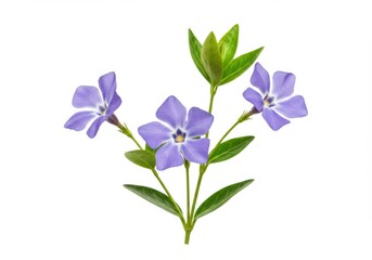 Obraz premium Purple periwinkle flowers with green leaves isolated on white background