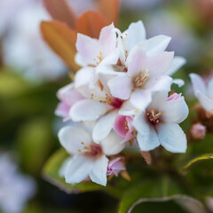Fototapeta premium Close-up of delicate white and pale pink Rhaphiolepis indica flowers blooming in Haifa, Israel.
