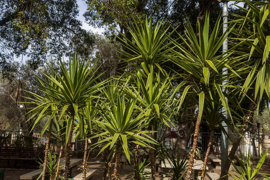A cluster of Spineless Yucca (Yucca elephantipes) plants with their characteristic sword-like leaves growing outdoors