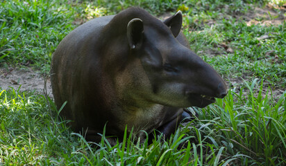 Close-up photograph of a tapir in a warm environment