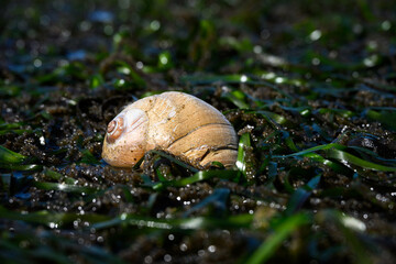 Moon Snail on the beach at low tide, sea grass covered in Pacific Herring Eggs from massive spawn, Puget Sound at Golden Gardens park, Seattle, Washington
