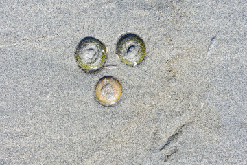 Two green and one yellow Aggregating Anemone, in face shape, in wet sand, marine life at low tide...
