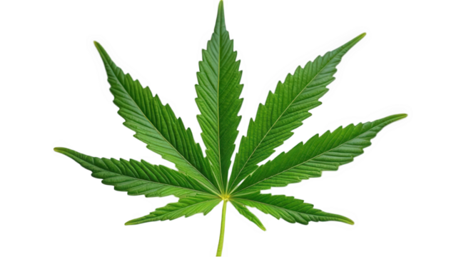 A single isolated green cannabis leaf with seven points against a black background in sharp focus
