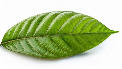 green cocoa leaf isolated on a white background