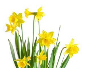 daffodils isolated on white background
