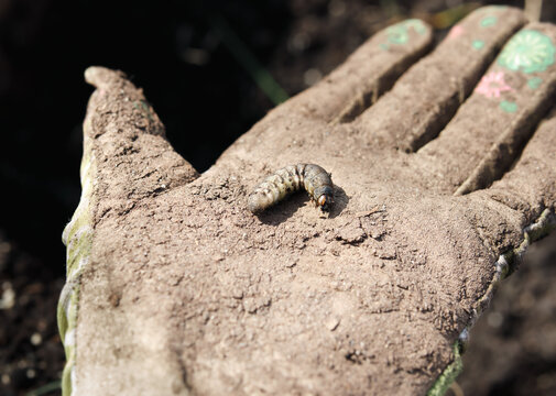 Cutworm on glove of gardener. Caterpillar stage or moth. Large pale curled up larvae found in garden soil with grass. Known to cut or eat roots, stems and cause plant death. BC, Canada, West coast.