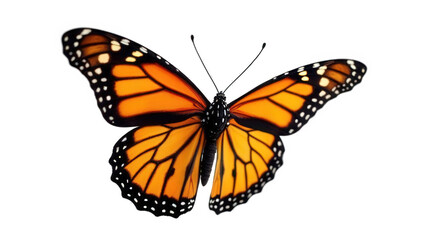 Obraz premium A monarch butterfly with open wings showing orange and black patterns on a black background