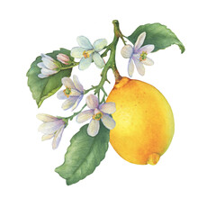 Fresh citrus lemons fruit. Lemon tree branch with green leaves and flowers. Watercolor hand-drawn illustration on white background	