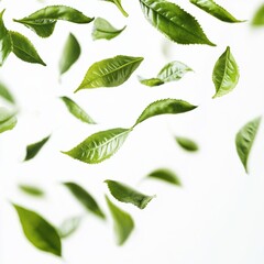 Fototapeta premium Fresh green tea leaf closeup view.