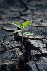 Closeup view of a tiny plant sprout growing out of hard ground.