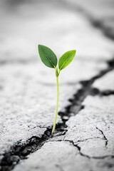 Closeup view of a tiny plant sprout growing out of hard ground.