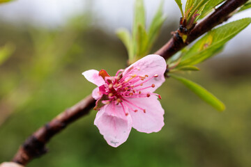 Closeup of Pink Peach Blossom (Prunus Persica) in Spring