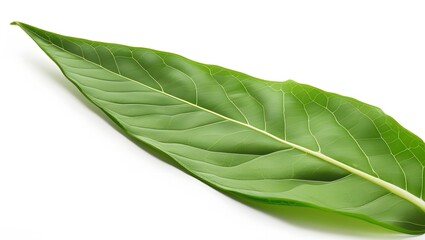 Fototapeta premium Curled Edges on a Lively Green Leaf 