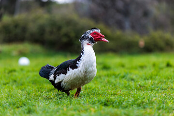 Muscovy Duck with Red Face and Black Feathers Walking on Green Grass