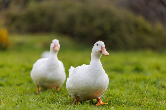 Two White Ducks Walking on the Grass in a Rural Setting