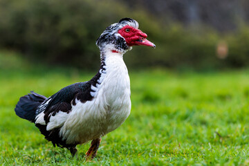 Muscovy Duck with Red Face and Black Feathers Walking on Green Grass