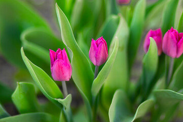 Pink tulips with vibrant green leaves in the background, creating a fresh and natural spring atmosphere.

