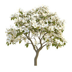 Obraz premium White Dogwood Tree with Green Leaves Isolated on Transparent Background